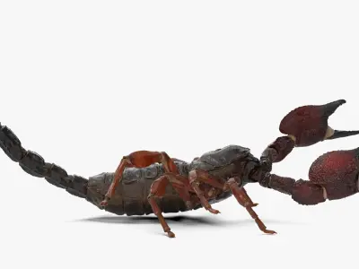  Walking Scorpion Animated Rigged for Maya 