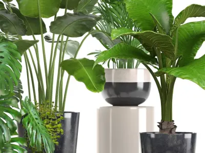  Collection of ornamental plants in pots 