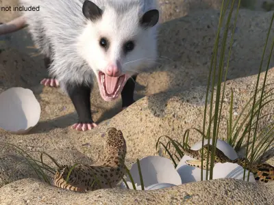  Opossum Destroys Reptile Nest Fur 