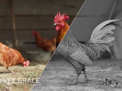Black Cock Animated VFX Grace 3D model