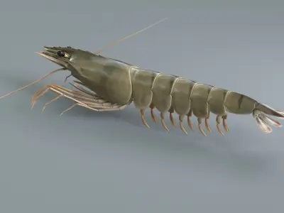  Prawn 