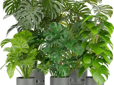 Collection plant indoor vol 3 3D Model Pack