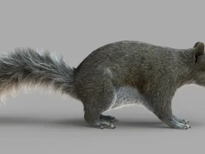  Squirrel (2) (RIG) (FUR) 