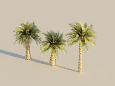 low poly palm trees for forest or exterior  Low-poly 3D model