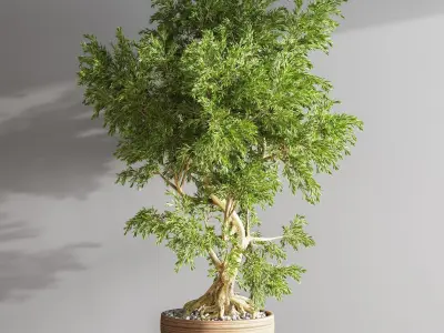 plant bonsai 05 3D model