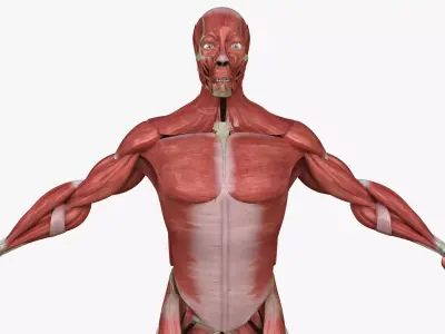 Full Human Muscle Anatomy Medical Edition 3D model