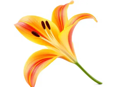 Asiatic Lily Flower Realistic Design model pack Low-poly 3D model