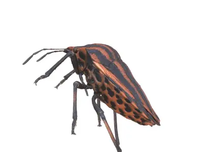  BEETLE GRAPHOSOMA BUG ANATOMY INSECT 