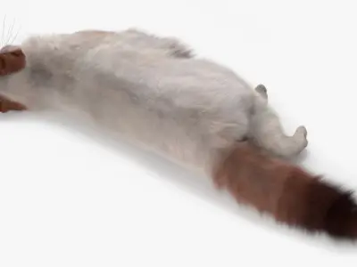  Ragdoll Cat Lying Pose Fur for Cinema 4D 