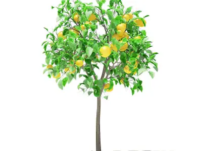 Grapefruit Tree with Fruits 3D model