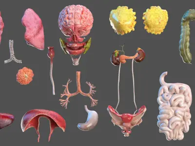  Complete Full Body Kid Girl Anatomy Fur 