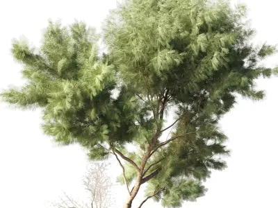 Urban Environment Urban Furniture Green Benches Tree pine 3D model