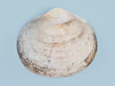 Clam V3 - Realistic Hard Shell 3D model