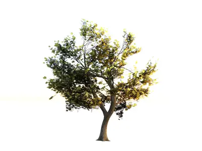 Maple Tree Low-poly 3D model