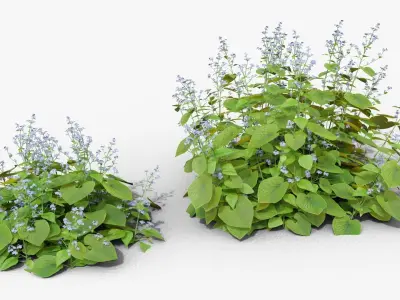 Brunnera macrophylla 3D model