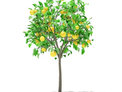 Grapefruit Tree with Fruits 3D model