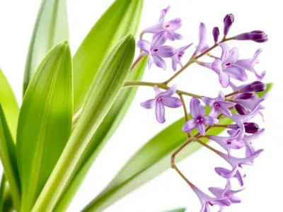 Vibrant Water Hyacinth Plant D model pack Low-poly 3D model