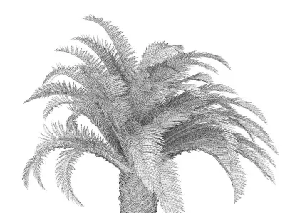 Low Palm Tree 3D model