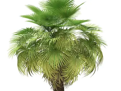 California Palm Tree 3D Model 5m 3D model