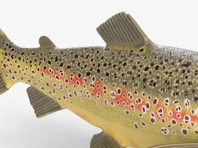  Freshwater Fish Collection 