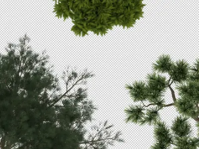 2D Conifiers Plants TopViews Collection 24 Layers PNG PSD PDF Texture