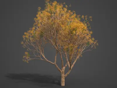 2021 PBR Chinaberry Collection - Melia Azedarach Free 3D model