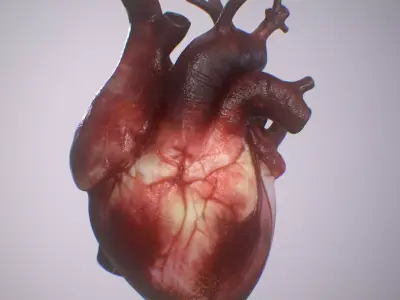 Heart Realistic Production - Animated Blendshapes 3D model