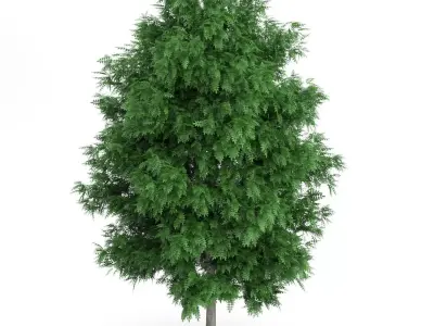 Rowan Tree Sorbus aucuparia 3D model