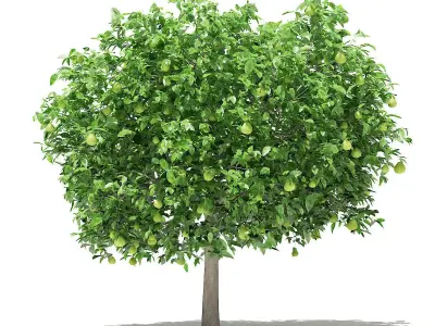 Pomelo Tree with Fruits 3D model
