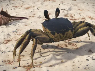  Atlantic Beach Crab Black Fur Rigged for Maya 