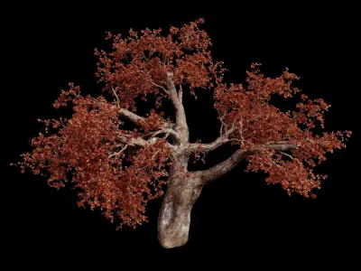 Red maple trees 3D Model Pack