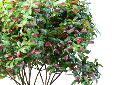 Decorative Indoor tree plant in a classic pot and flowerpot 3D model