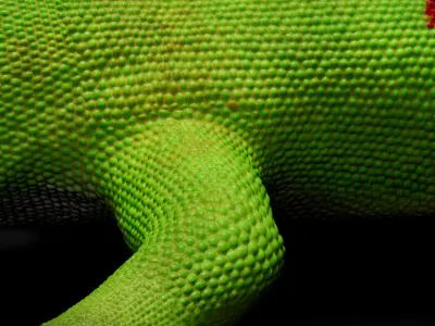  HQ Madagascar Day Gecko 