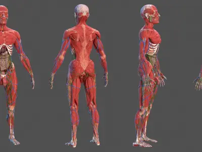  Complete Male Full Body Anatomy 
