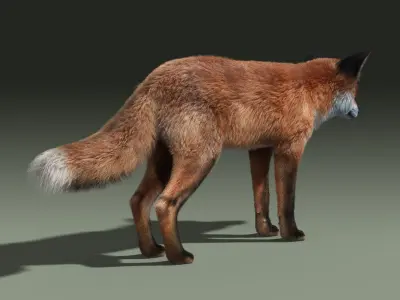  Red Fox(FUR)(RIGGED) 