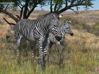  Zebra Mother and Foal Fur 