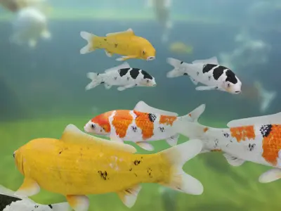  Koi Fishes Pack (Animated) 