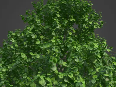 2021 PBR European Beech Collection - Fagus Sylvatica  3D model