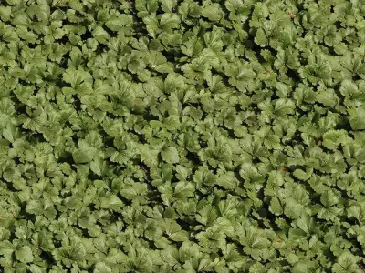 Seamless Green Leaf Ground Cover Texture Texture