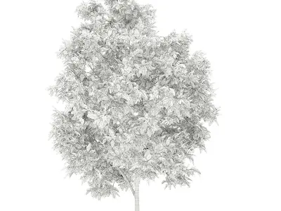 Avocado Tree 3D model