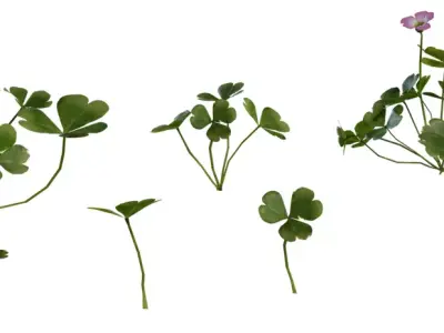 Pink Wood Sorrel Flower Pack Low-poly 3D model