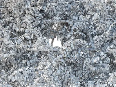 American Wisteria 02 3D model