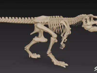 Tyrannosaurus Rex fossil Low-poly 3D model