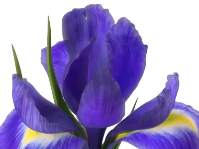  Purple Flowering Plants Collection 5 