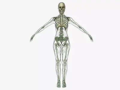 Female Lymphatic System Anatomy With Skeleton 3D model