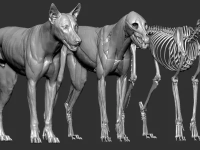  wolf VFX MUSCLE SIMulation 