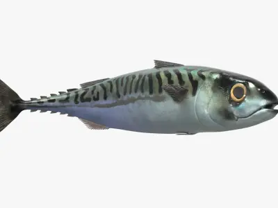  Atlantic Mackerel Fish Rigged For Blender Animated Set 