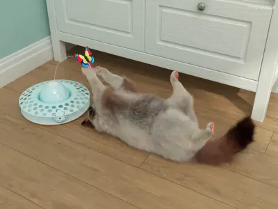  Ragdoll Cat Playing with Cat Teaser Toy Fur for Cinema 4D 