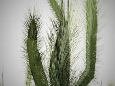 Cholla Cactus Tree Low-poly 3D model