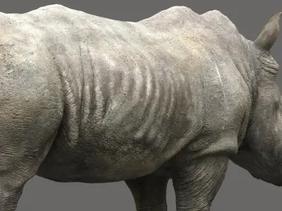 Rhino Rigged 3D 3D model